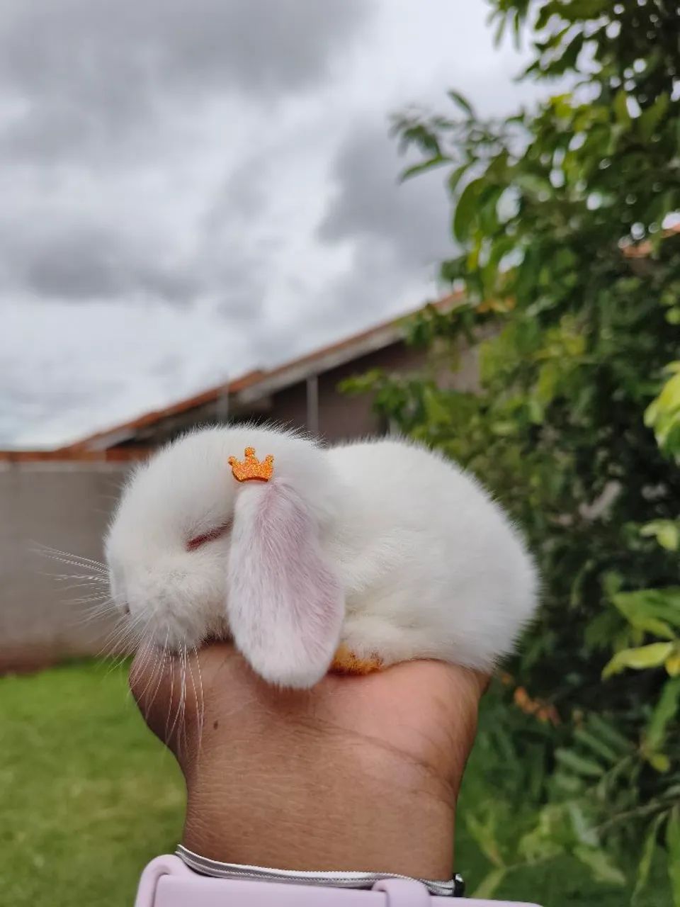 Mini lop - Foto 5