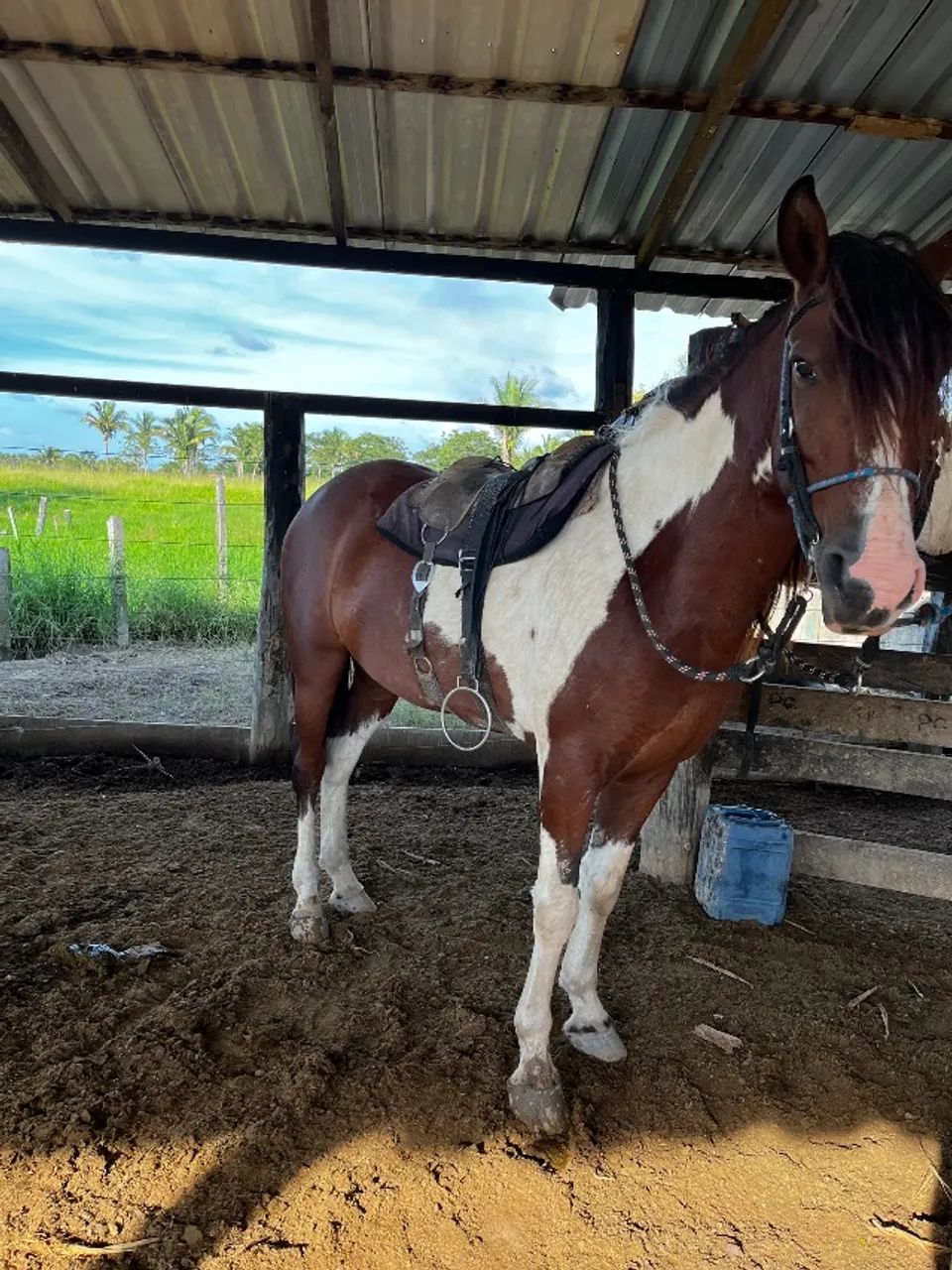 Cavalo - Foto 5