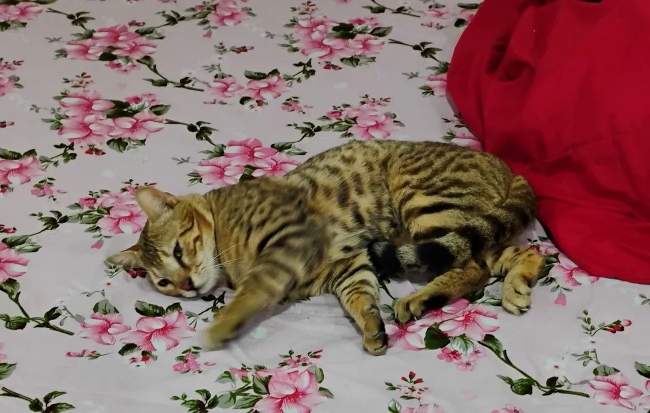Gato bengal 