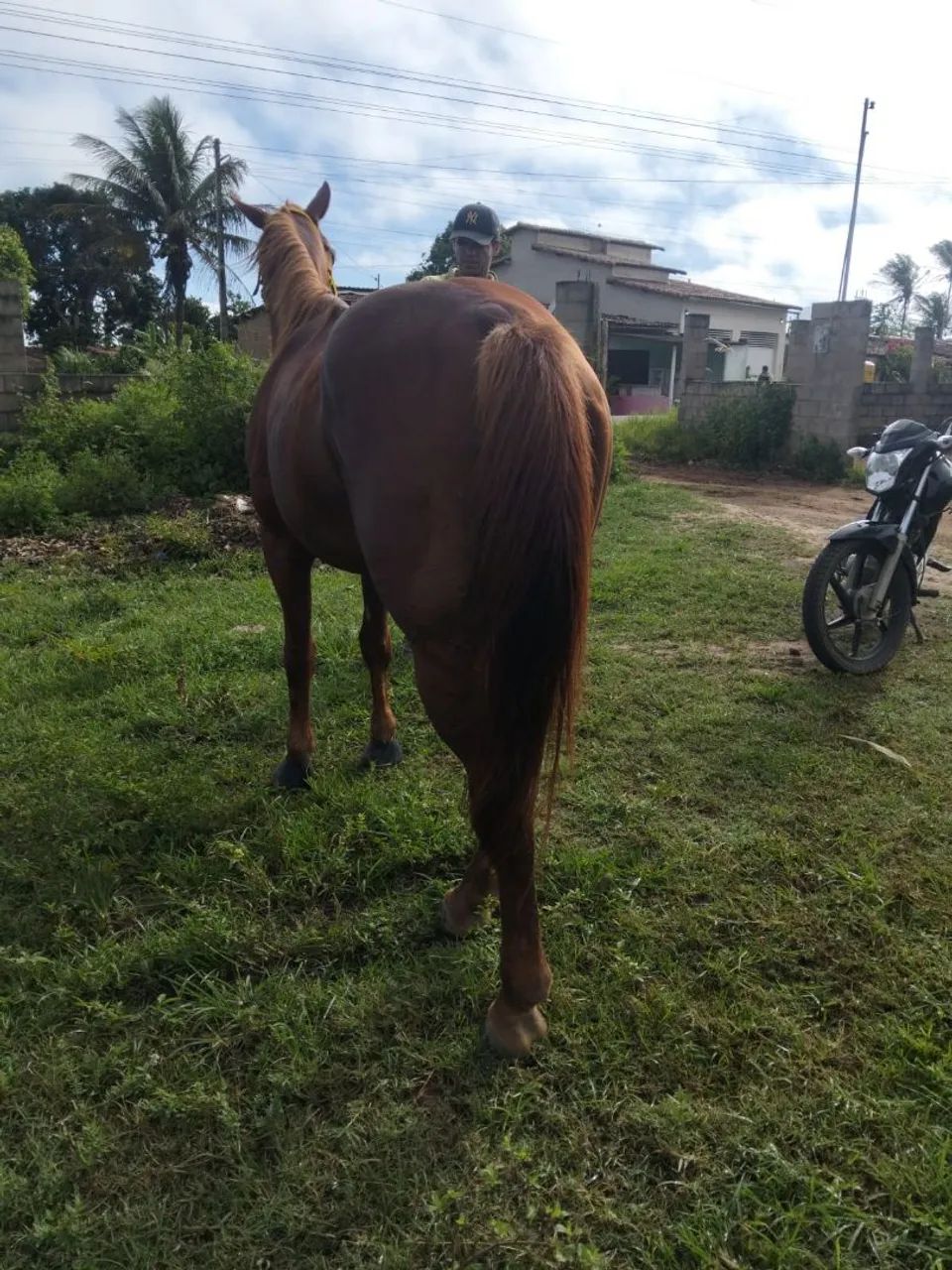 Cavalo de direita bom - Foto 2