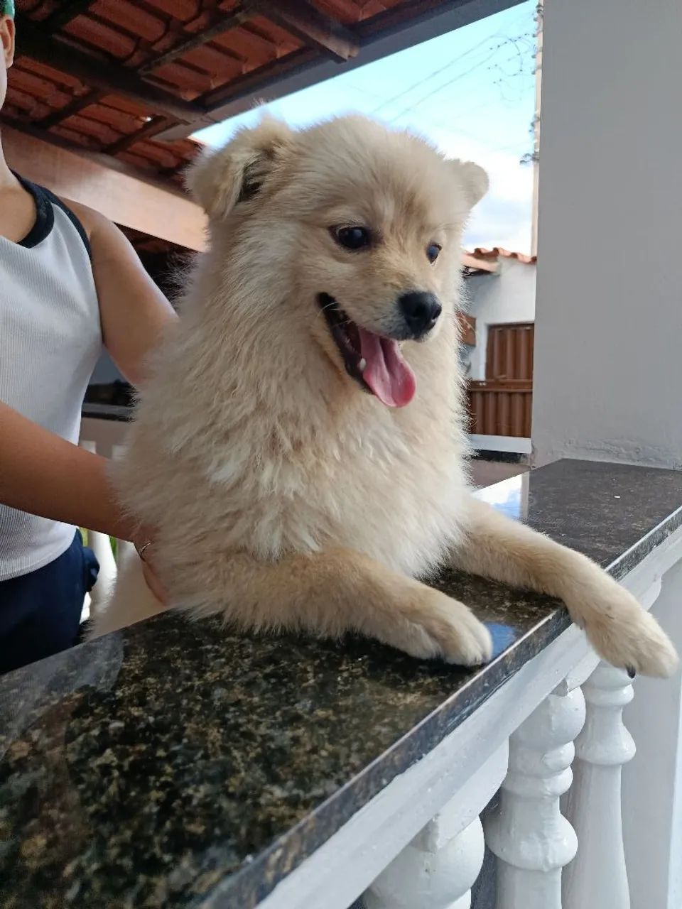 Macho 9 meses  - Foto 4