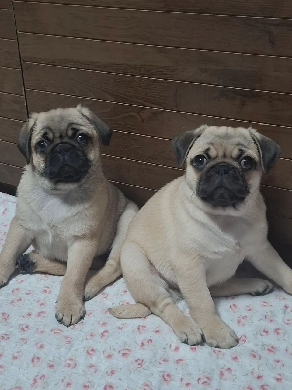 Filhote pug  - Foto 3