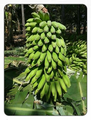 Mudas de banana prata