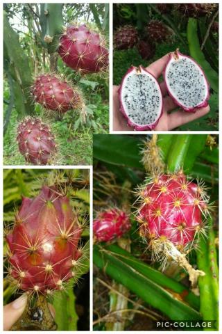 Mudas de pitaya de diversas variedades - Foto 3
