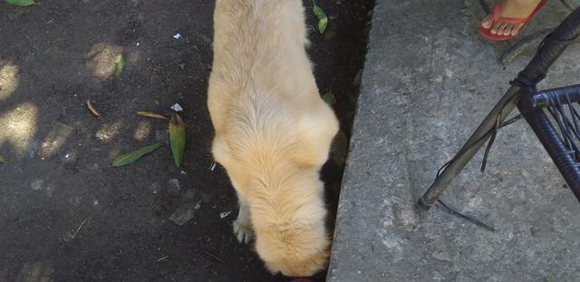Linda fêmea de 1 ano - Foto 3