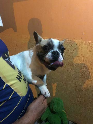 Bulldog francês - Foto 5