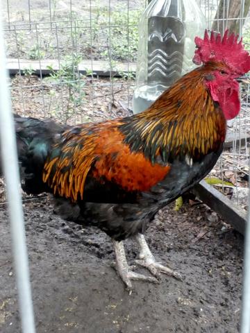 Galos mestiços terra. - Foto 4