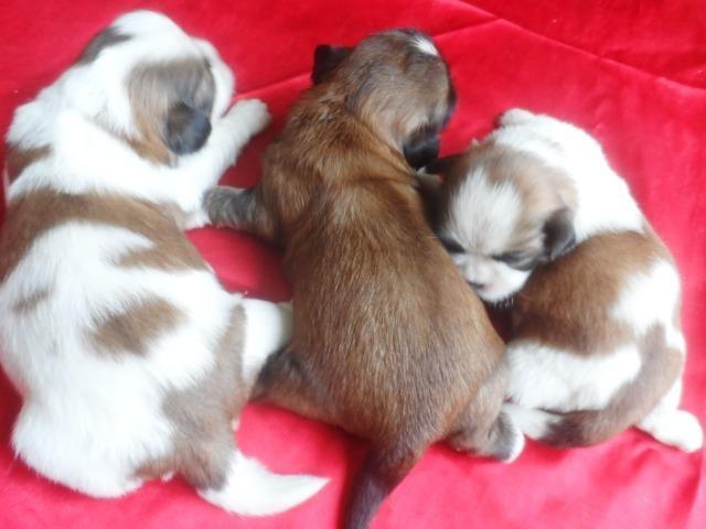 Shih tzu , uma verdadeira celebridade, para quem tem bom gosto. - Foto 2