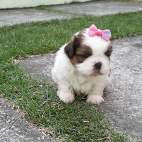 Shitzu mini vacinados e vermifulgados lindos - Foto 3
