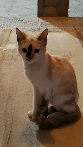 Quer adotar uma linda menininha?