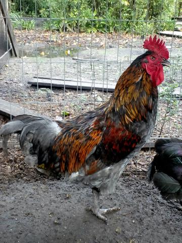 Galos mestiços terra. - Foto 3