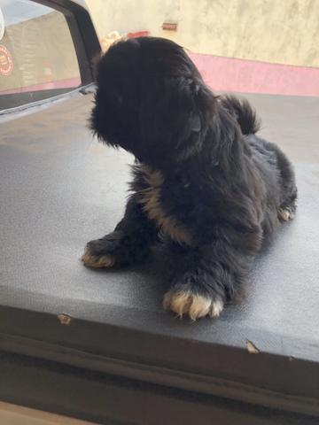 Filhotes de Shih Tzu