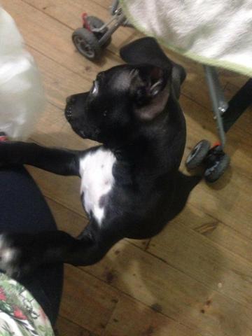 Vendo um Pitbull - Foto 3