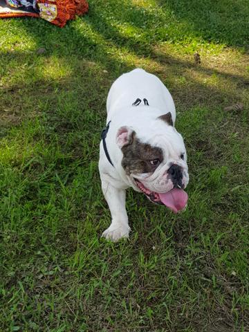 Bulldog Inglês Padreador - Foto 3