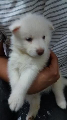 Filhote Husky Siberiano - Foto 3