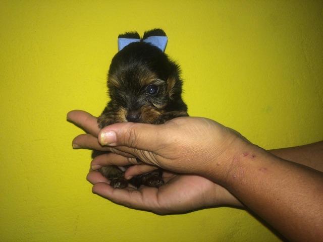 Yorkshire terrier - Foto 5