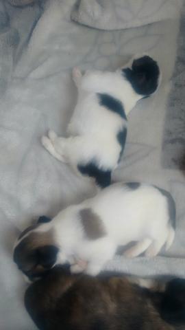 Lindos filhotes de Shitzu - Foto 3