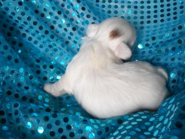 Shih tzu , uma verdadeira celebridade, para quem tem bom gosto. - Foto 4
