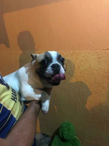 Bulldog francês - Foto 3
