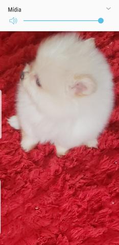 Spitz alemão anão (lulu pomerania) - Foto 3