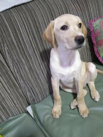 Labrador ótimo para crianças