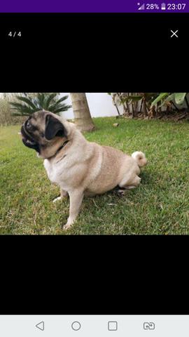 Femea pug com pedigree - Foto 2