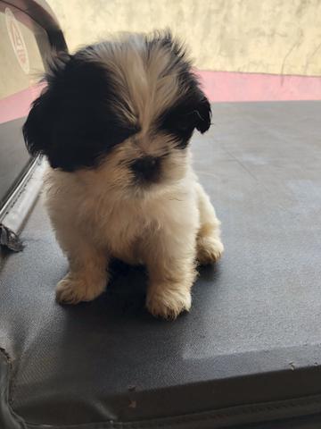 Filhotes de Shih Tzu - Foto 2