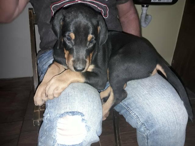 Dobermans europeu
