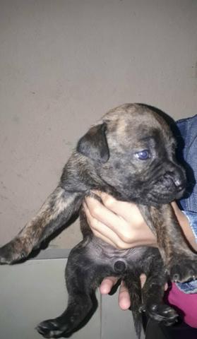 Filhote de Pitbull Black - Foto 4