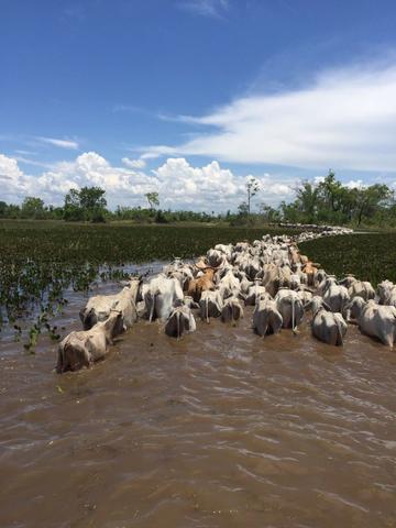 Fazenda na regiao de corumba, para arrendamento - Foto 3