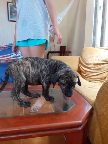 Filhotes de Fila Brasileiro - Foto 2