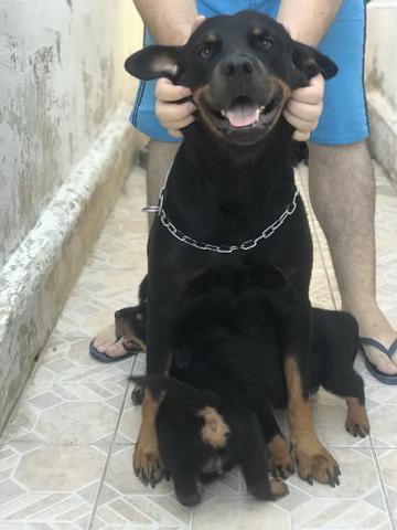 Rottweiler cabeça de touro - Foto 6