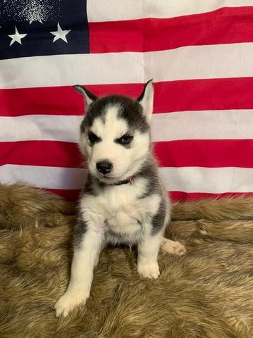 Husky Siberiano padrão internacional e magnifico da raça!