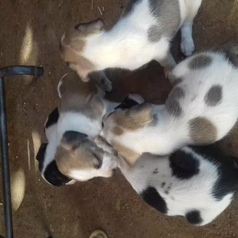 Lindos dalmata x labrador só 100 cada entregamos - Foto 5