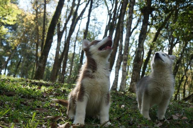 !!!!! Husky Siberianos Excelente Padrão !!!! - Foto 6