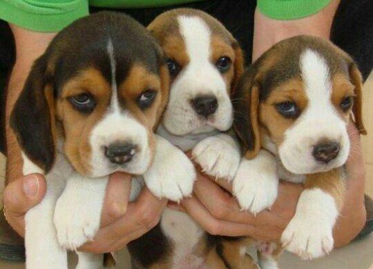 Beagle recibo garantia de saude lindos - Foto 3