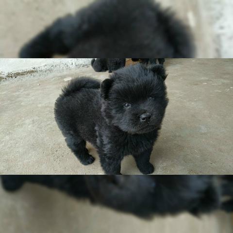 Vendo filhotes de Chow Chow - Foto 2