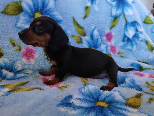 Dachshund ( Basset, linguicinha ) - Foto 5