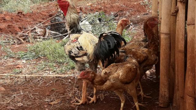 5 galinhas e 1 galo índio gigante - Foto 4