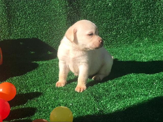 Labrador com pedgree e microchip