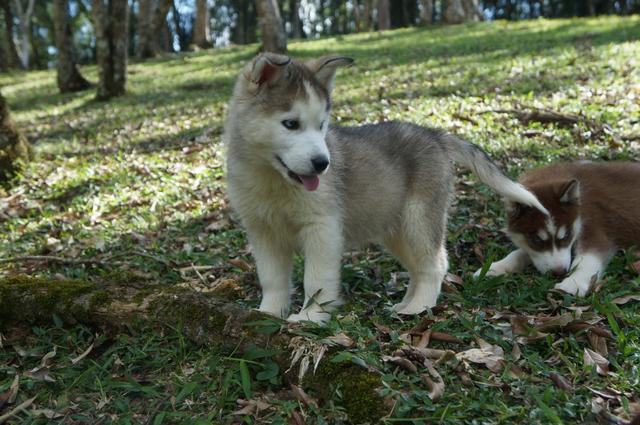 !!!!! Husky Siberianos Excelente Padrão !!!!