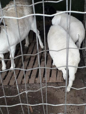 Carneiros e Ovelhas Dorper Mestiços - Foto 2