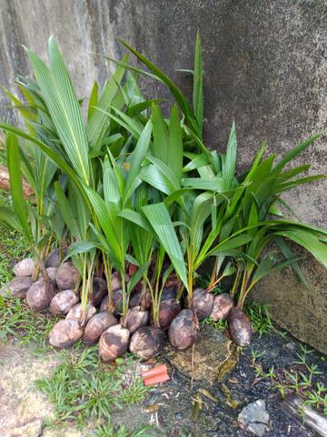 Vende se muda de pé de côco - Foto 2