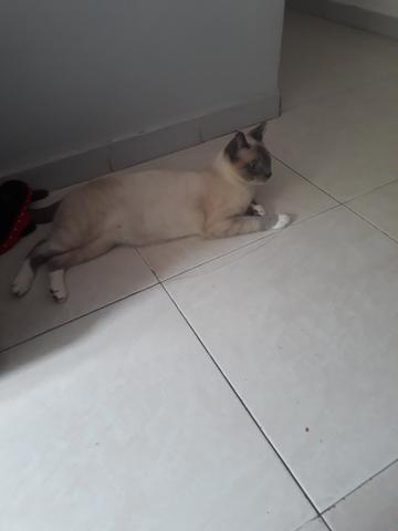 Doação de gatinho - Foto 2