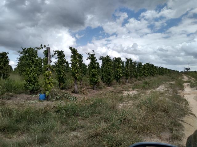 No Pará,175 hectares ha região de Castanhal-Pará por 1.400.000,00 documentada