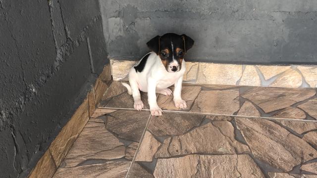 Fox paulistinha com pedigree e microchip - Foto 2