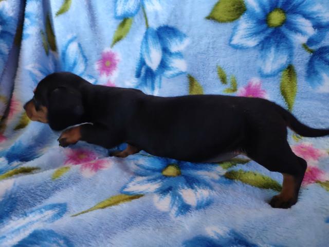 Dachshund ( Basset, linguicinha ) - Foto 3