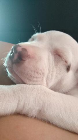 Vendo Filhote Pitbull - Foto 2
