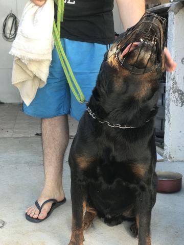 Rottweiler cabeça de touro - Foto 3