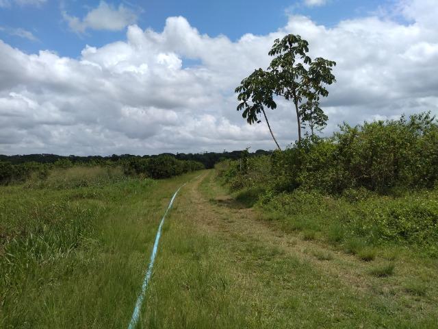 No Pará,175 hectares ha região de Castanhal-Pará por 1.400.000,00 documentada - Foto 13